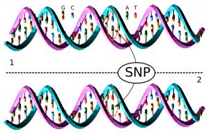 SNP Significance in Cancer Testing using GPT 4.0